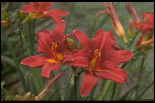 Daylily 'Chief Sarcoxie'