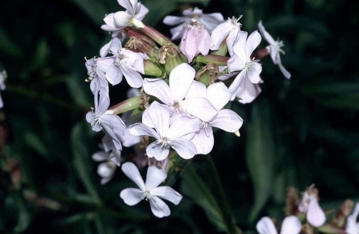 soapwort