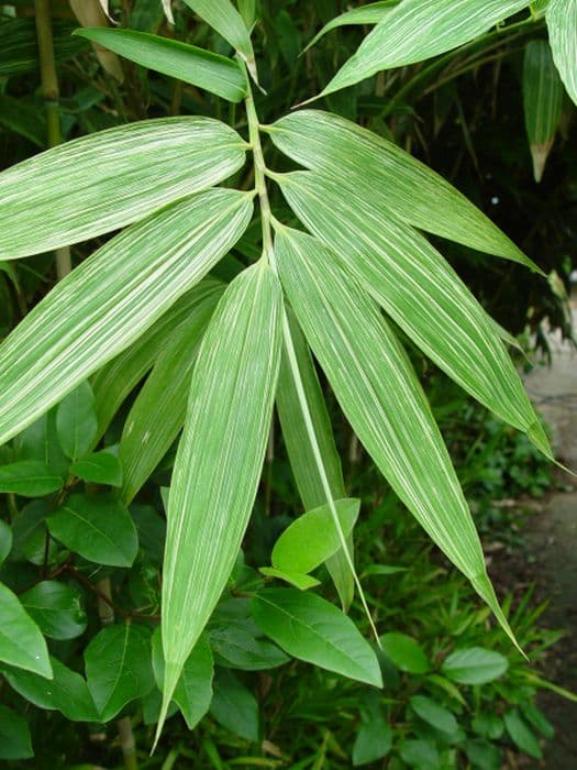 bamboo 'Shima-shimofuri'