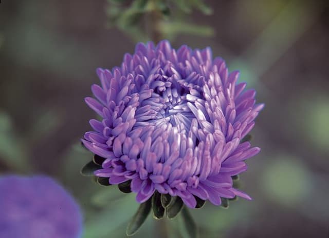 China aster Duchess Series