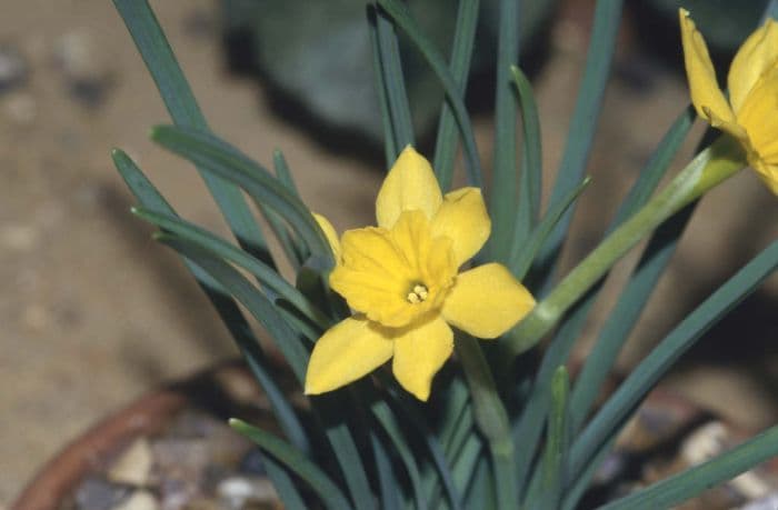 cliff narcissus