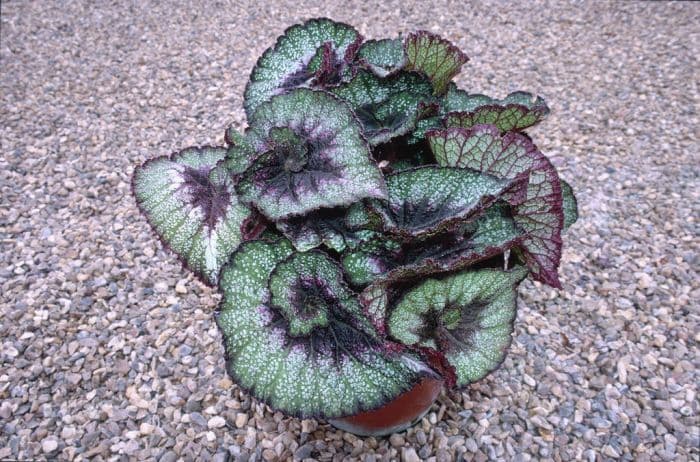 begonia 'Rocheart'