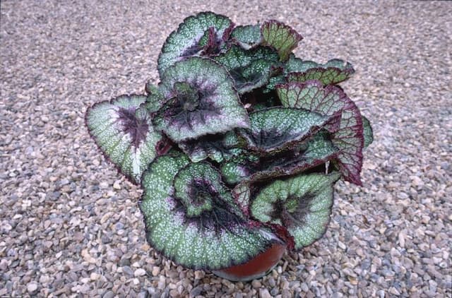 Begonia 'Rocheart'