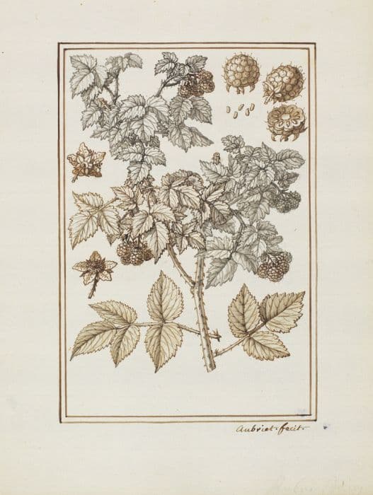 Common raspberry