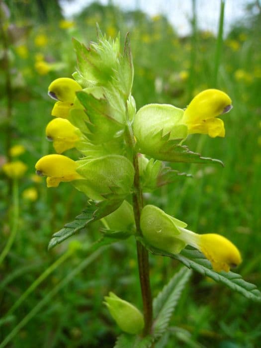 yellow rattle