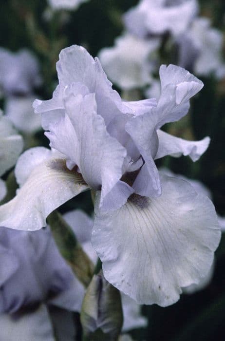 iris 'River Avon'