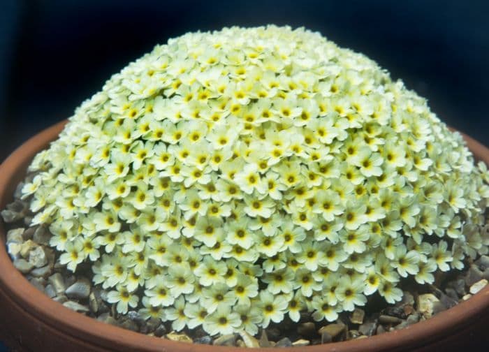 dionysia 'Monika'