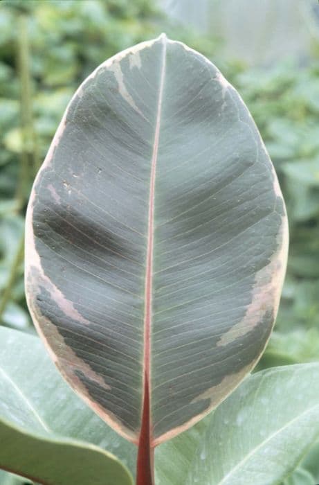 Rubber plant 'Schrijveriana'