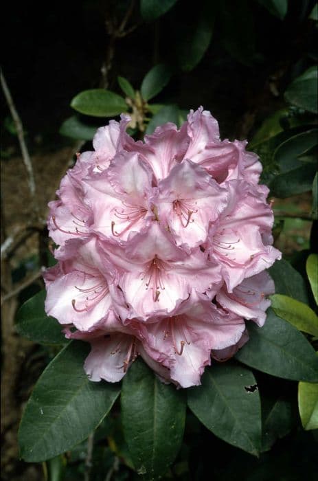 rhododendron 'Alice'