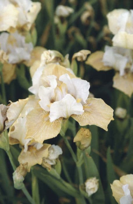 iris 'Fritillary Flight'