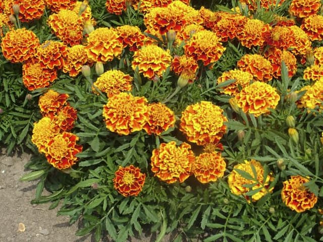 French marigold 'Honeycomb'