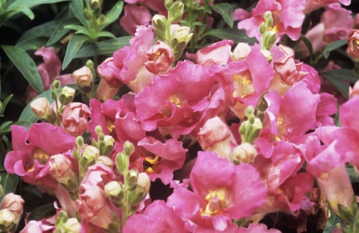 snapdragon 'La Bella Pink'