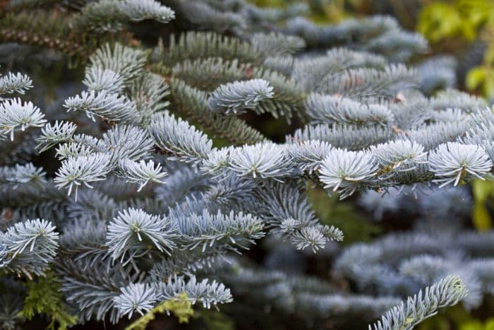 noble fir 'Glauca Prostrata'