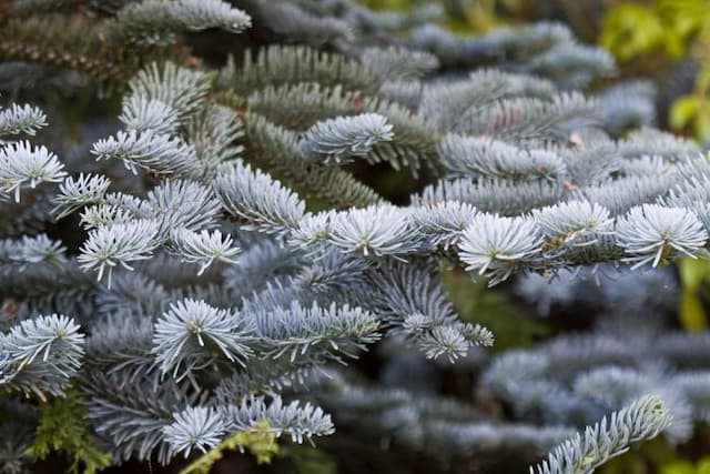 Noble fir 'Glauca Prostrata'