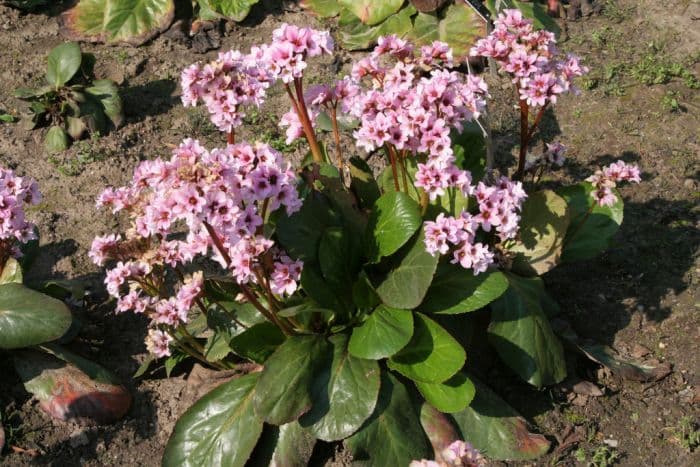 elephant's ears 'Biedermeier'