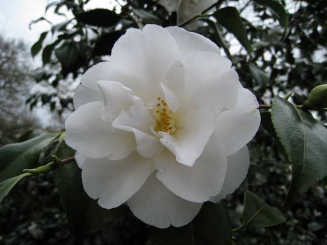 Camellia 'Onetia Holland'