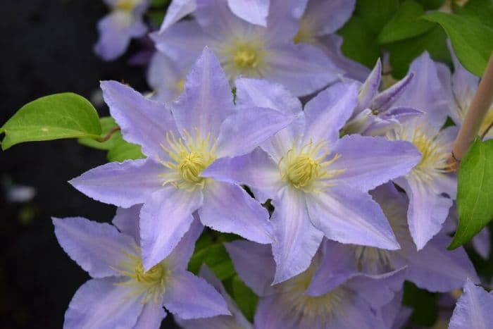 clematis 'Scented Clem'