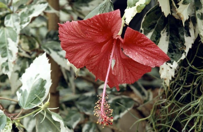 rose mallow 'Cooperi'