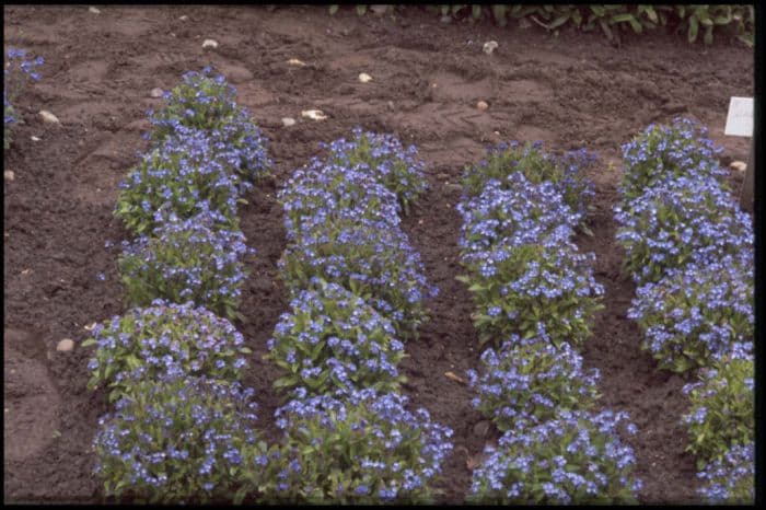 forget-me-not 'Blue Ball'