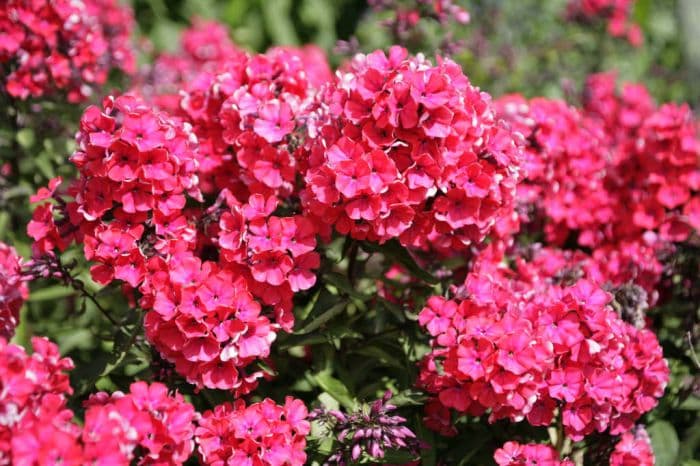 perennial phlox 'Starfire'