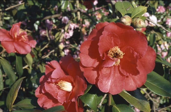 camellia 'Royalty'