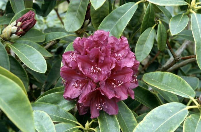 rhododendron 'Old Port'