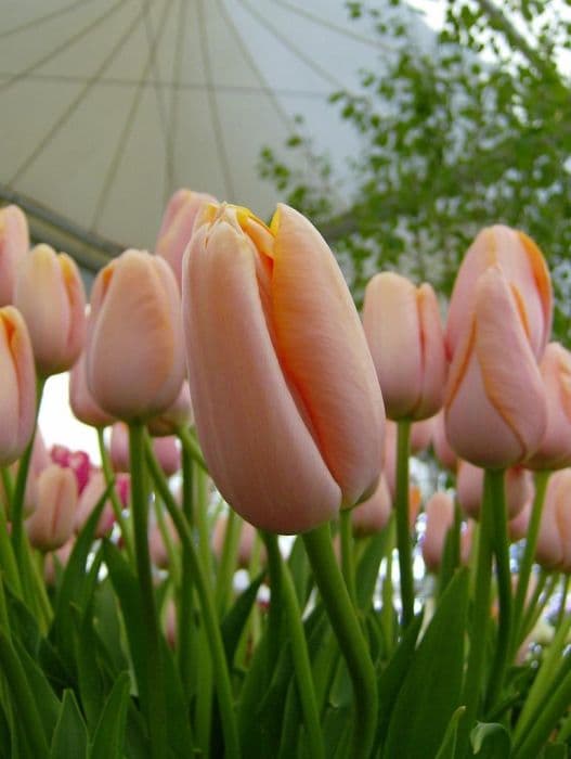 tulip 'Menton'