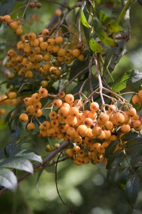mountain ash 'Wisley Gold'