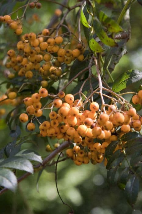 mountain ash 'Wisley Gold'