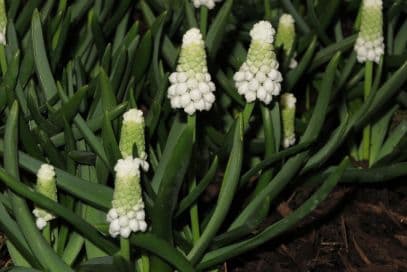 grape hyacinth 'Siberian Tiger'