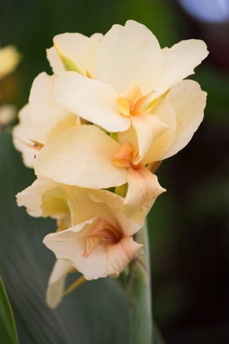 Canna 'Ambassadour'