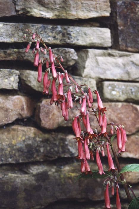 Cape figwort 'Aylesham's Pride'