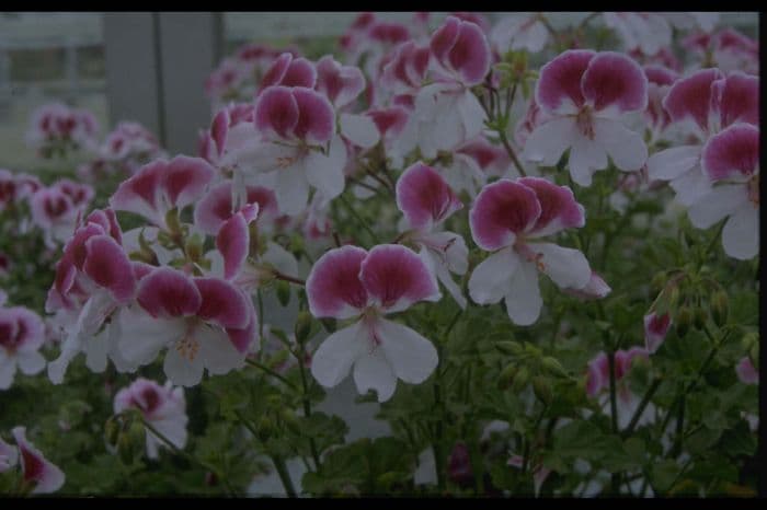 pelargonium 'Lara Maid'