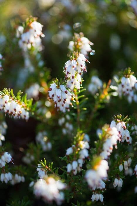 heather 'White Glow'