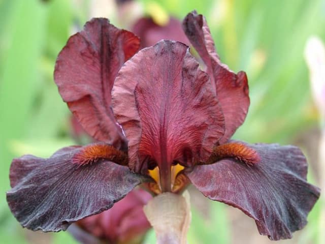 Iris 'Cranapple'