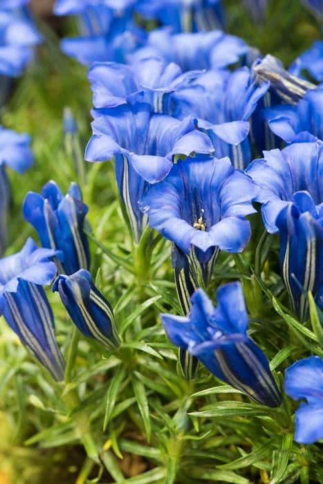 showy Chinese gentian 'Starlight'