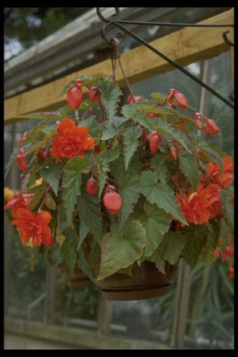 begonia 'Illumination Orange'