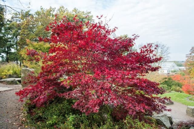 Japanese maple 'Fireglow'