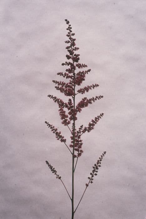 astilbe 'Etna'