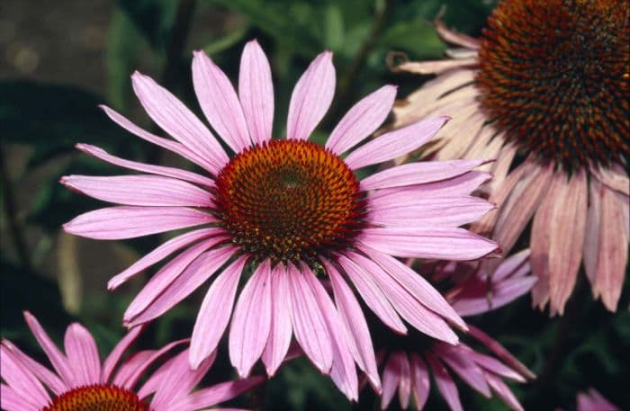 coneflower 'Ruby Giant'