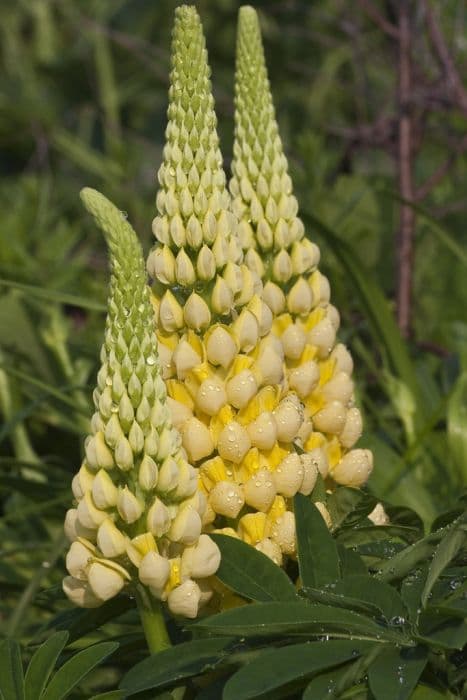 lupin 'Desert Sun'