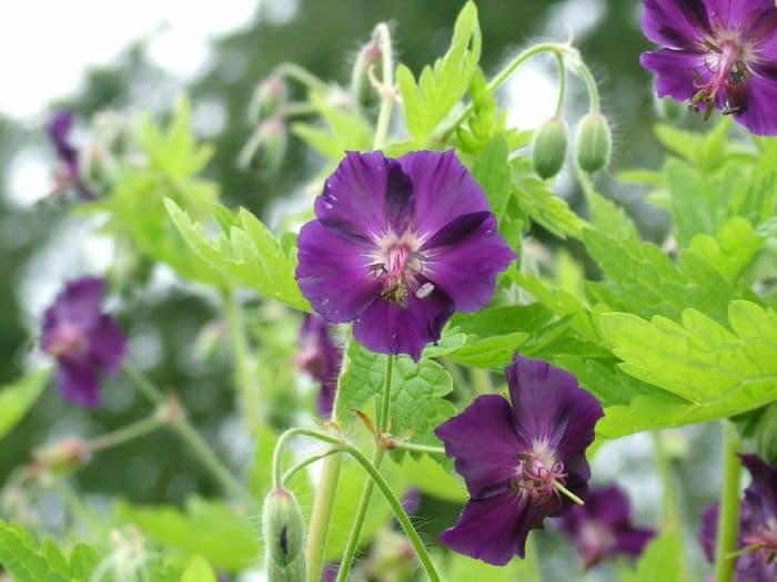 dusky cranesbill 'Raven'