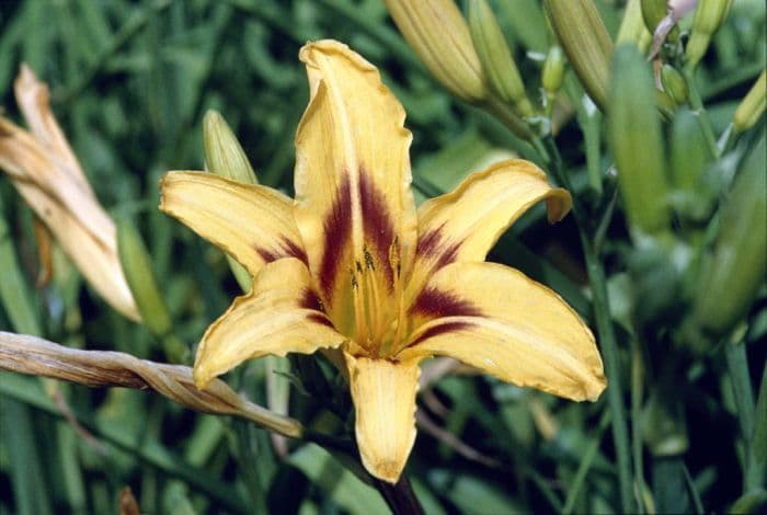 daylily 'Bonanza'