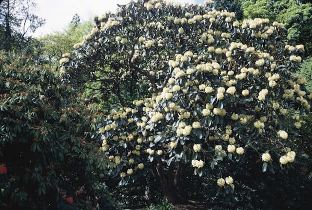 Falconer rhododendron