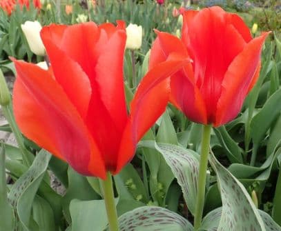 tulip 'Casa Grande'