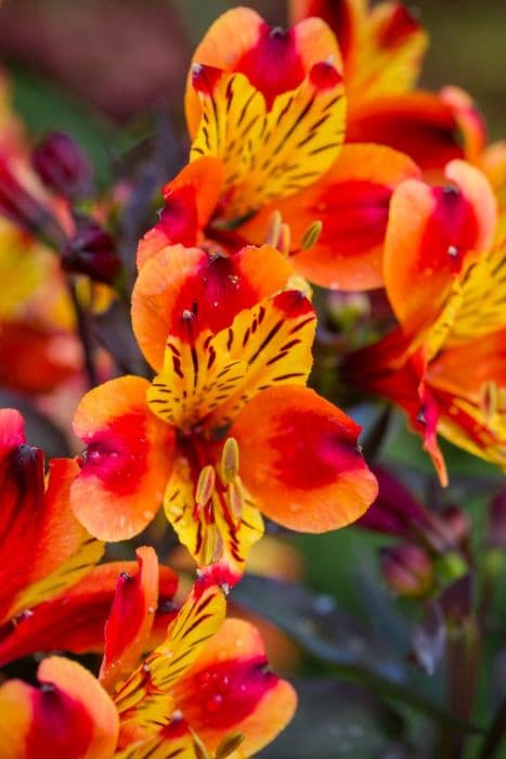 Peruvian lily [Indian summer]