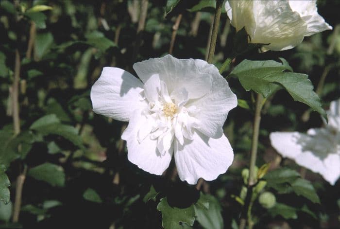 rose of Sharon [Lavender Chiffon]