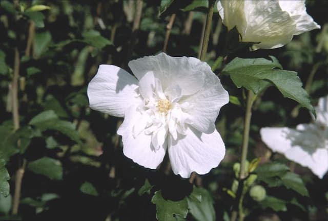 Rose of Sharon [Lavender Chiffon]