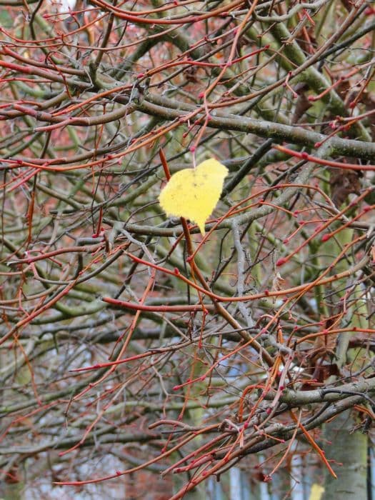 small-leaved lime 'Winter Orange'