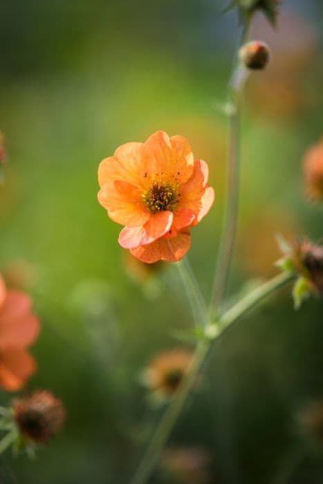 avens 'Totally Tangerine'